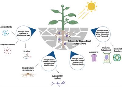 Arbuscular mycorrhizal fungal contribution towards plant resilience to drought conditions